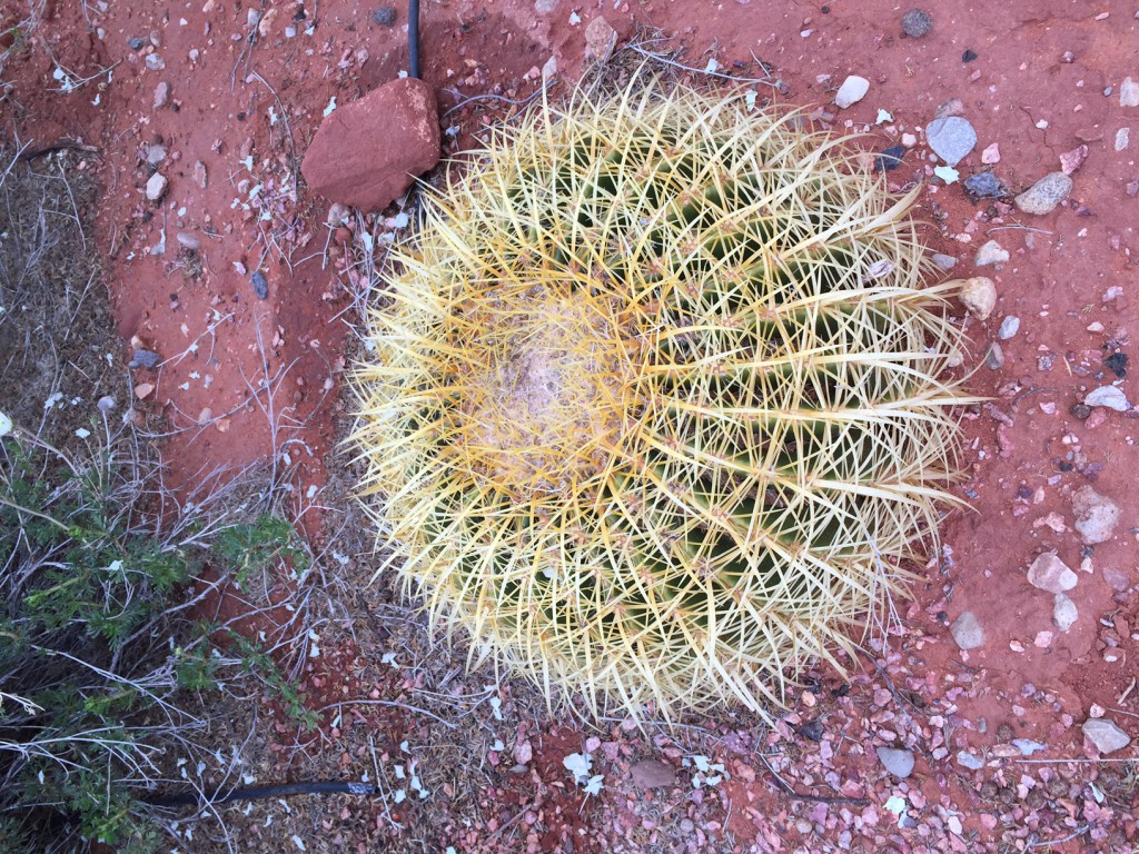 More prickly fun shapes in nature